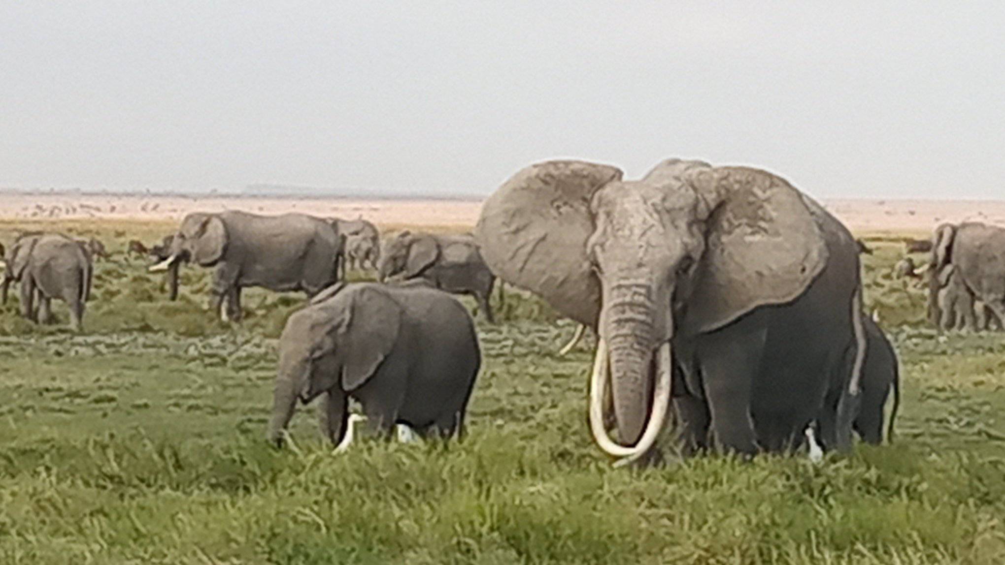 Amboseli Safari