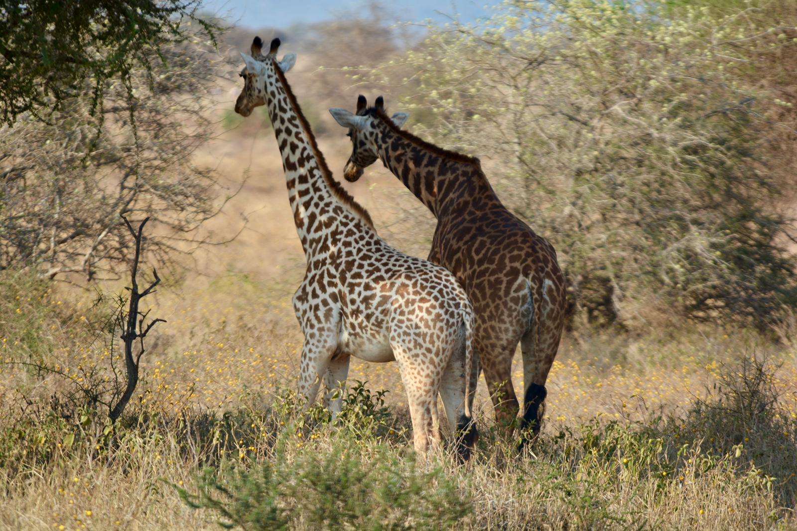 5 Days Kenya Wildlife Safari